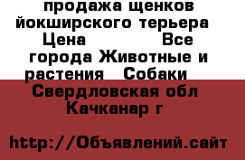 продажа щенков йокширского терьера › Цена ­ 25 000 - Все города Животные и растения » Собаки   . Свердловская обл.,Качканар г.